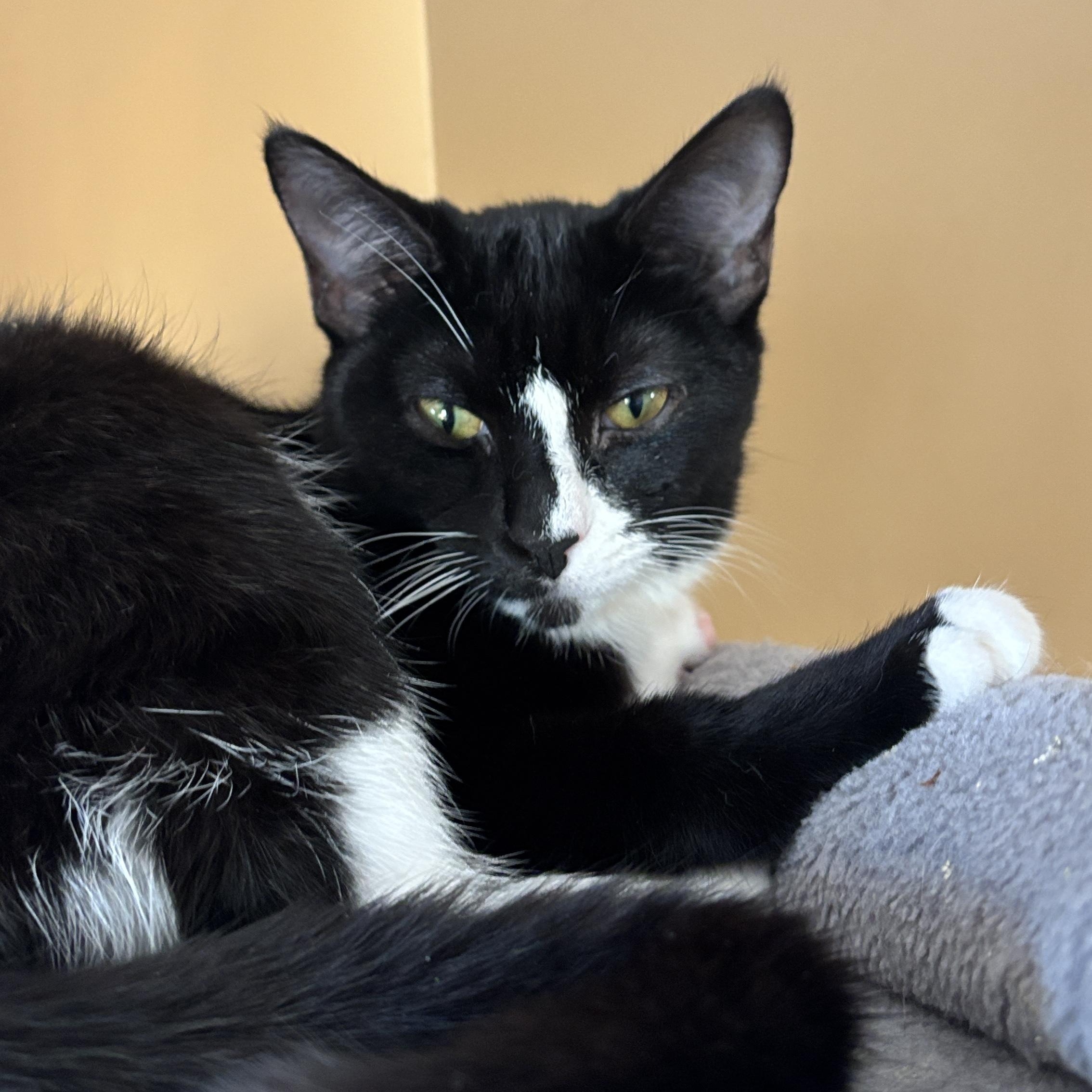 Brasi, a ADOPTABLE Tuxedo in Melrose, MA image 1/3