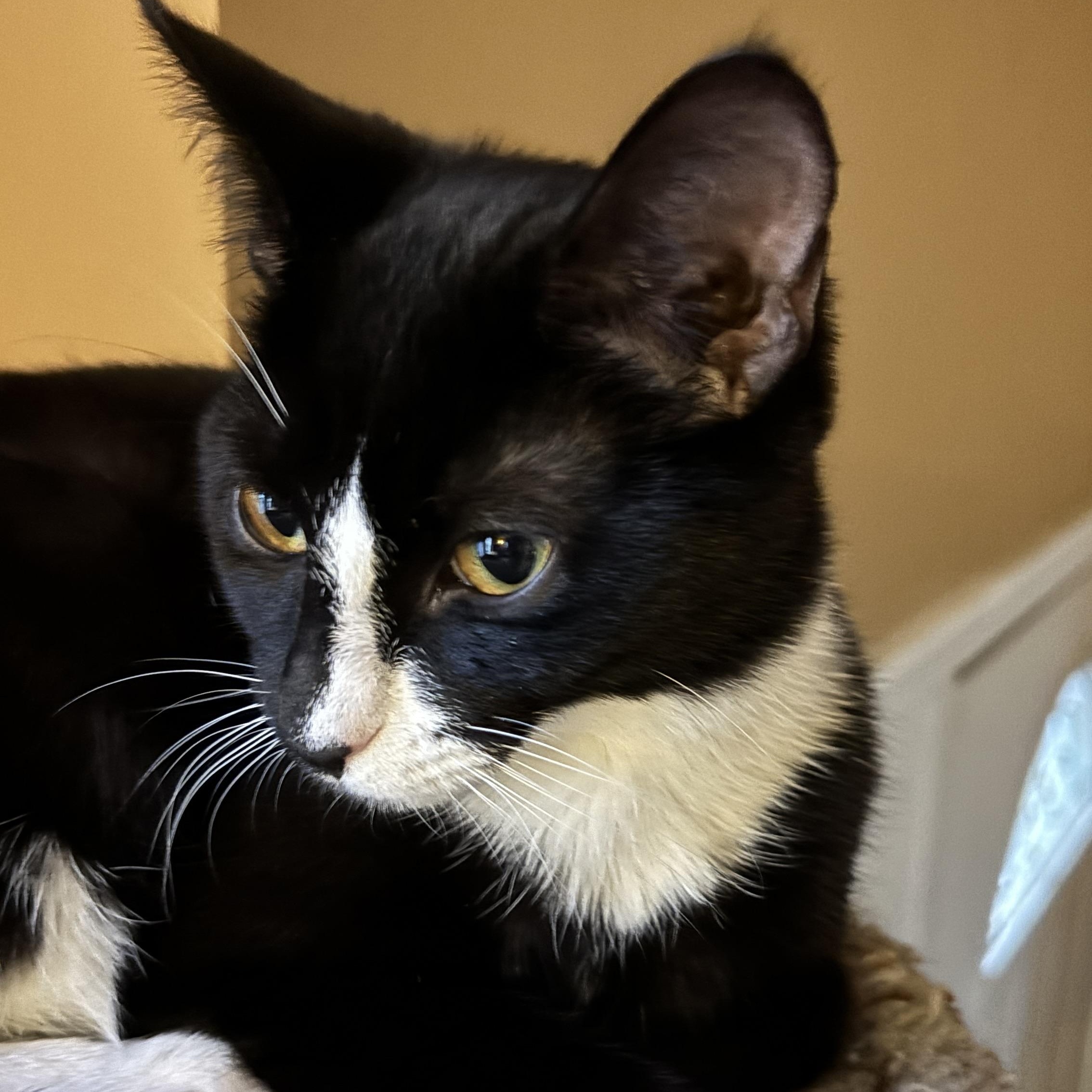 Brasi, a ADOPTABLE Tuxedo in Melrose, MA image 2/3
