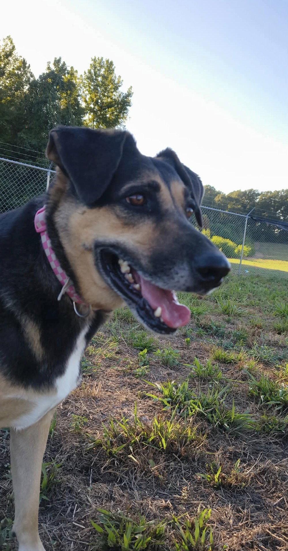 Enlarge Bluff, a Adoptable German Shepherd Dog in Farmerville, LA image 1/1