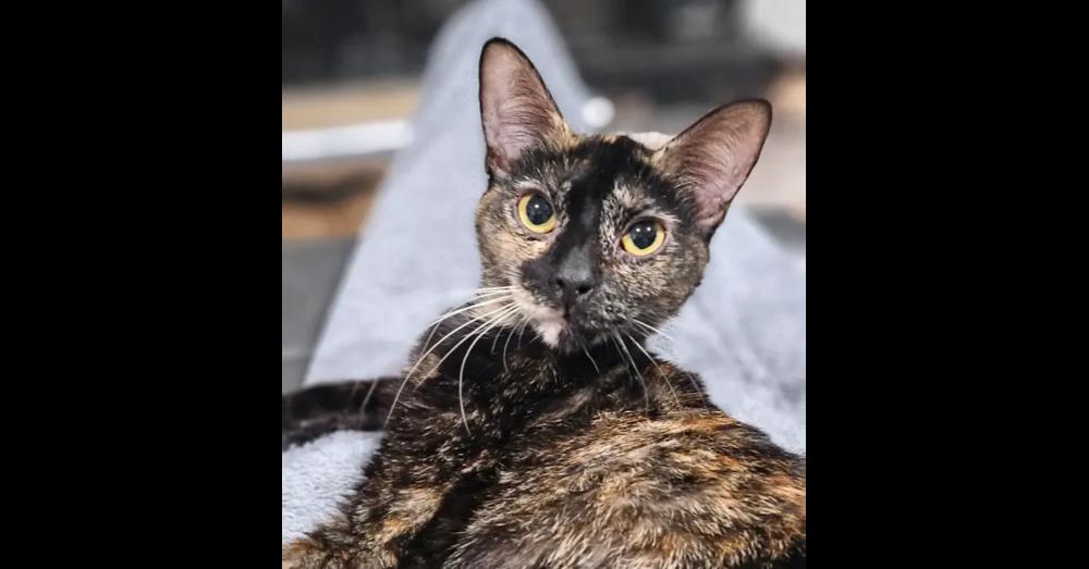 Mama TOFU, Adoptable, Adult Female Domestic Short Hair & Domestic Short Hair.