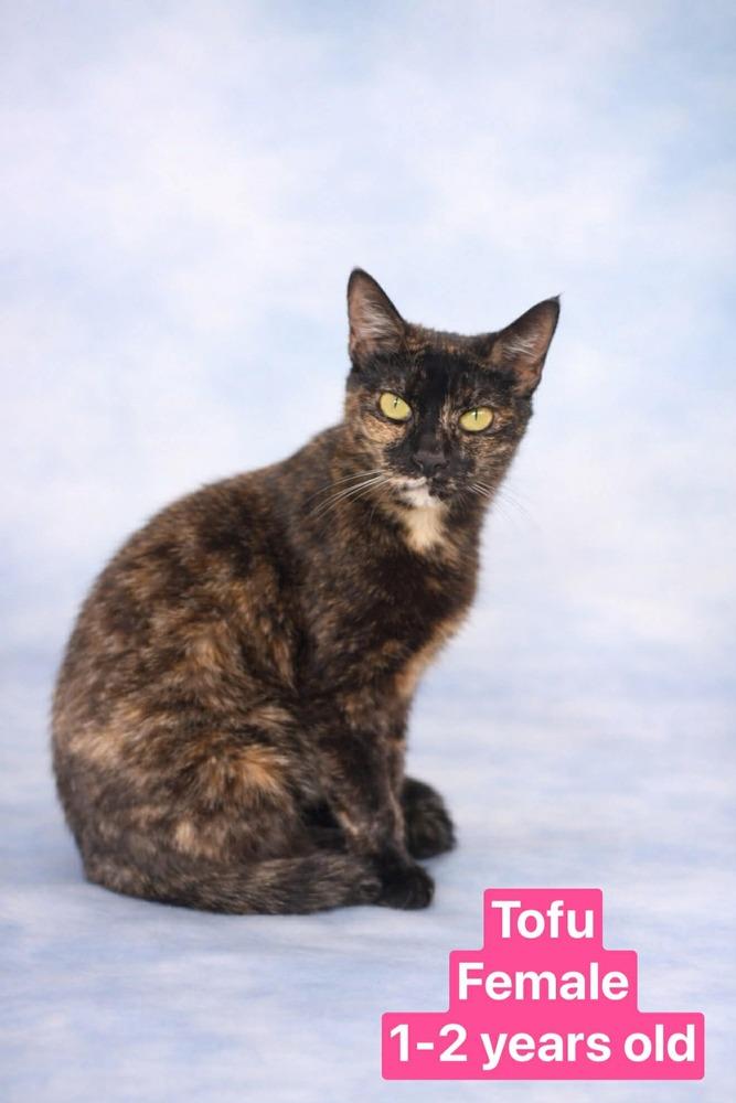 Enlarge Mama TOFU, a Adoptable mixed breed in Manteca, CA image 2/2