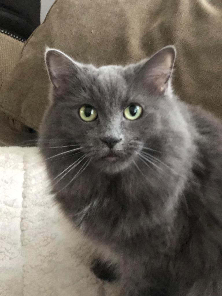 Daisy, Adoptable, Senior Female Domestic Medium Hair.