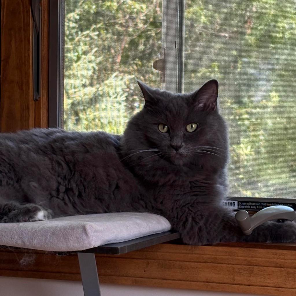 Enlarge Daisy, a Adoptable mixed breed in Minneapolis, MN image 3/3