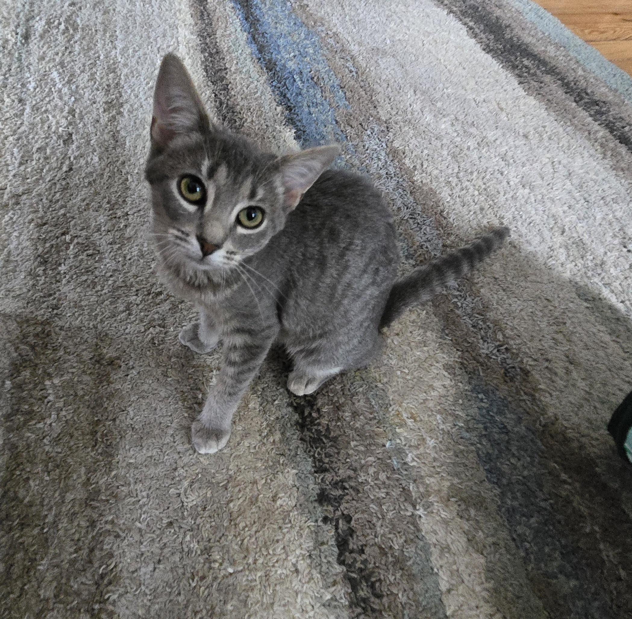 Sneezy (living in a foster home)