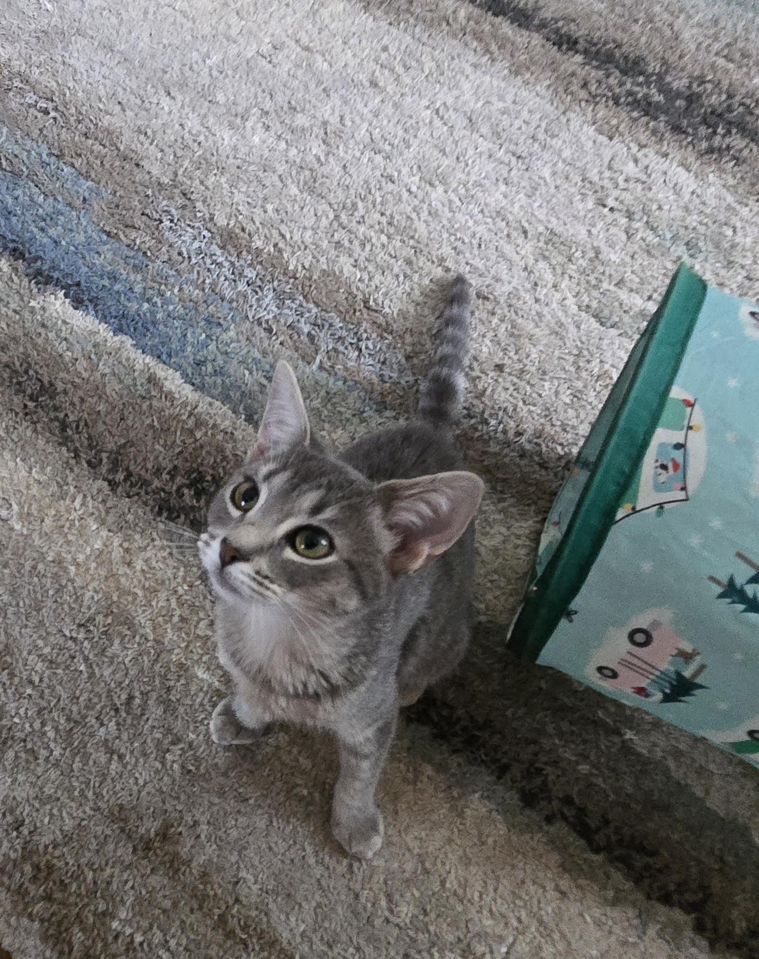 Sneezy (living in a foster home)