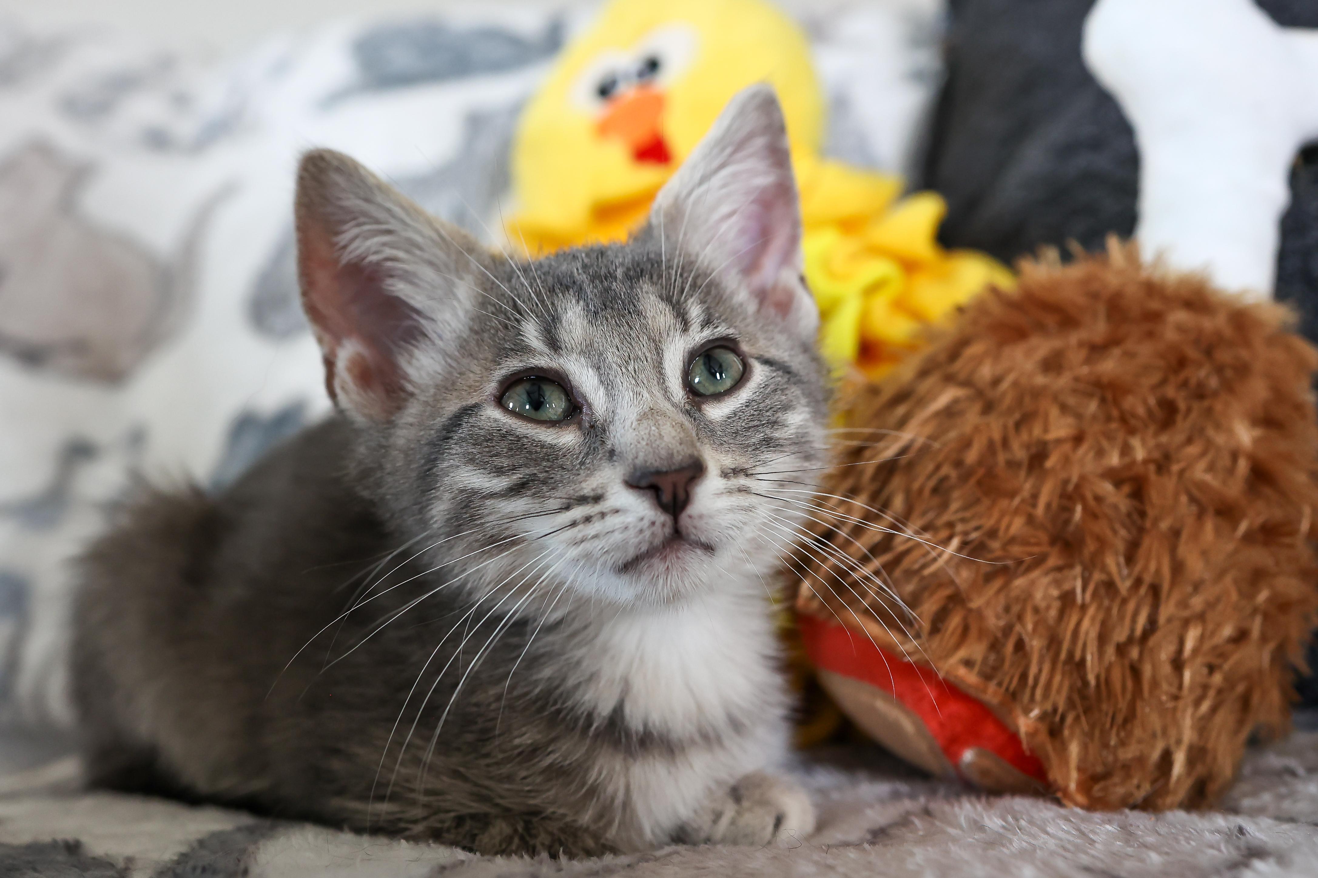 Sneezy (living in a foster home)
