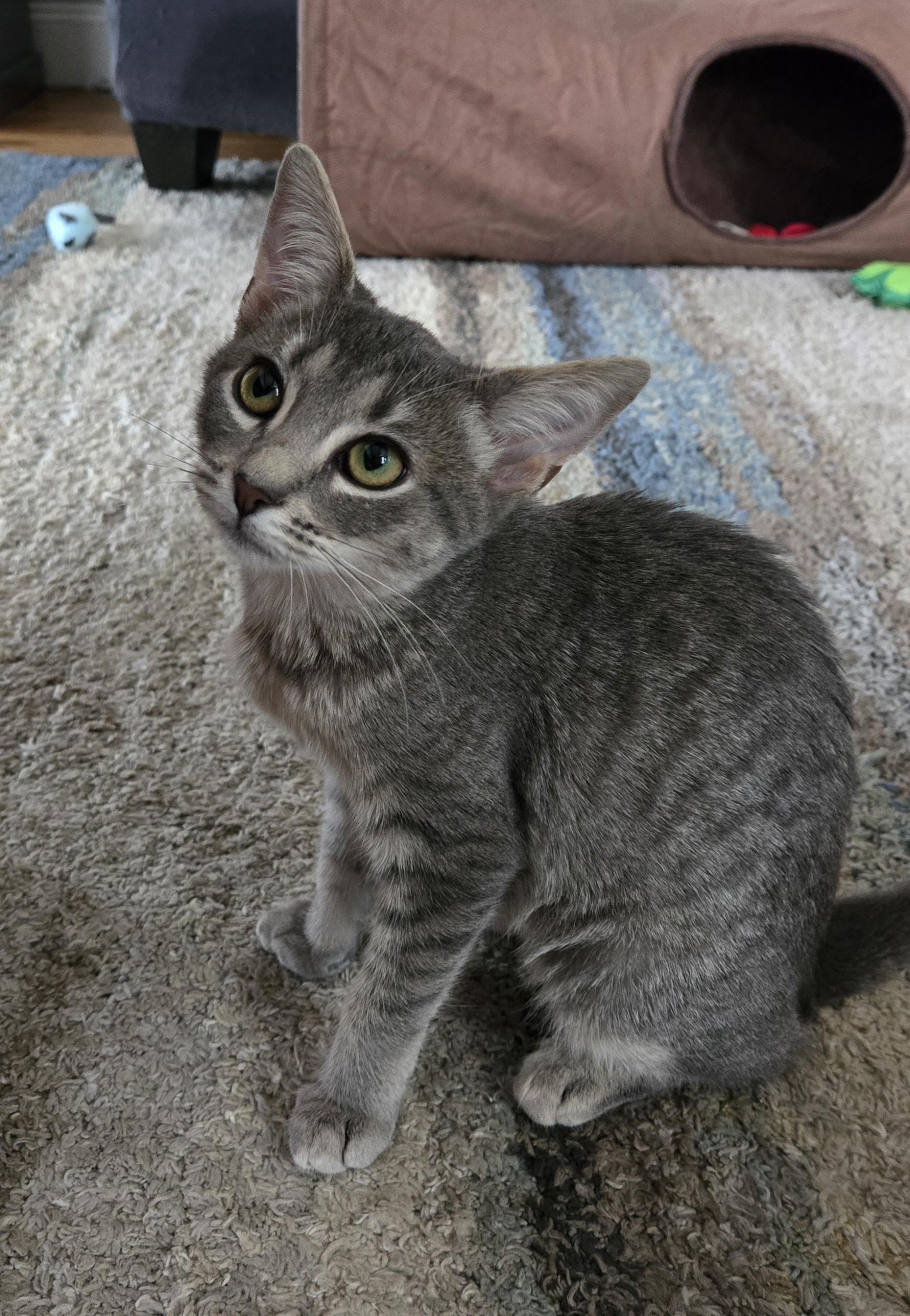 Sneezy (living in a foster home)