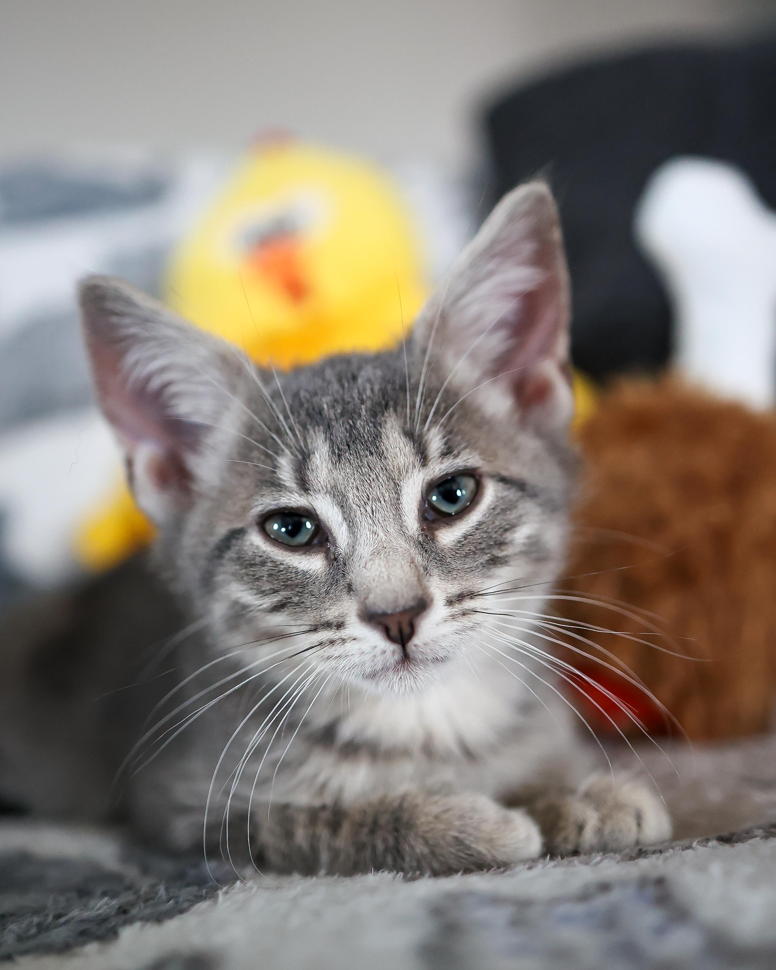 Sneezy (living in a foster home)