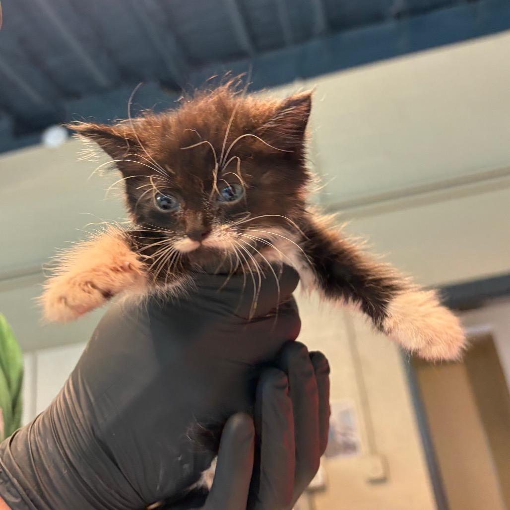 Justice, Adoptable, Kitten Female Domestic Short Hair.
