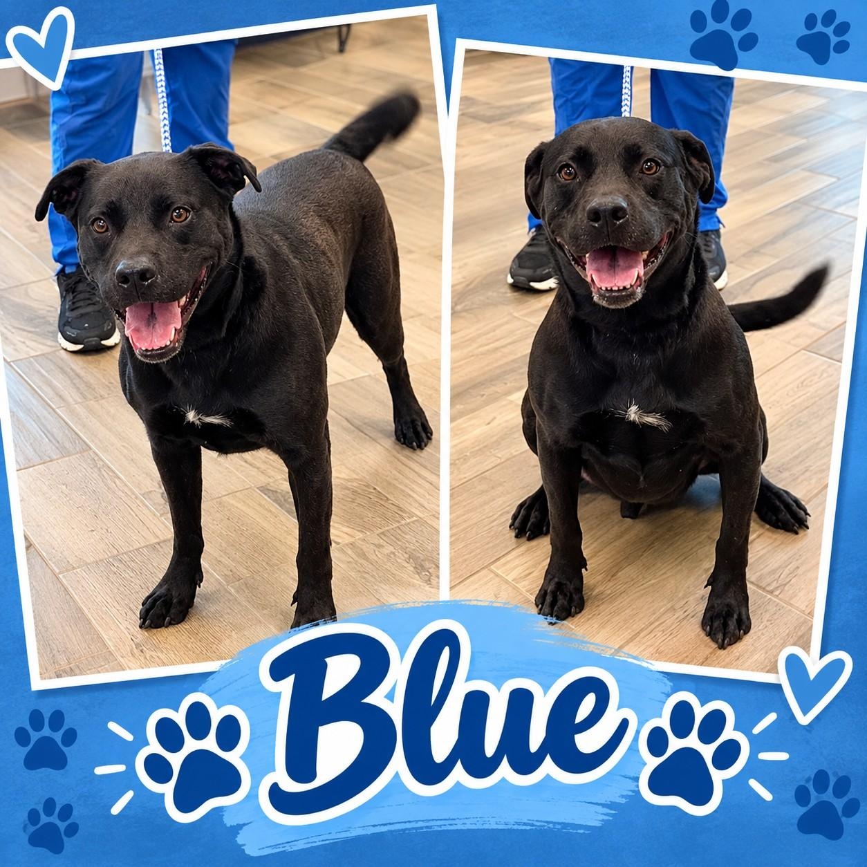 Blue, Adopted, Adult Male Labrador Retriever.