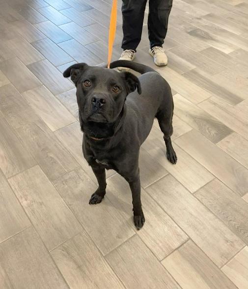 Blue, ADOPTABLE, Adult Male Labrador Retriever.