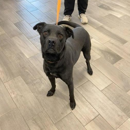 Enlarge Blue, a Adopted mixed breed in Nevada, MO image 2/2