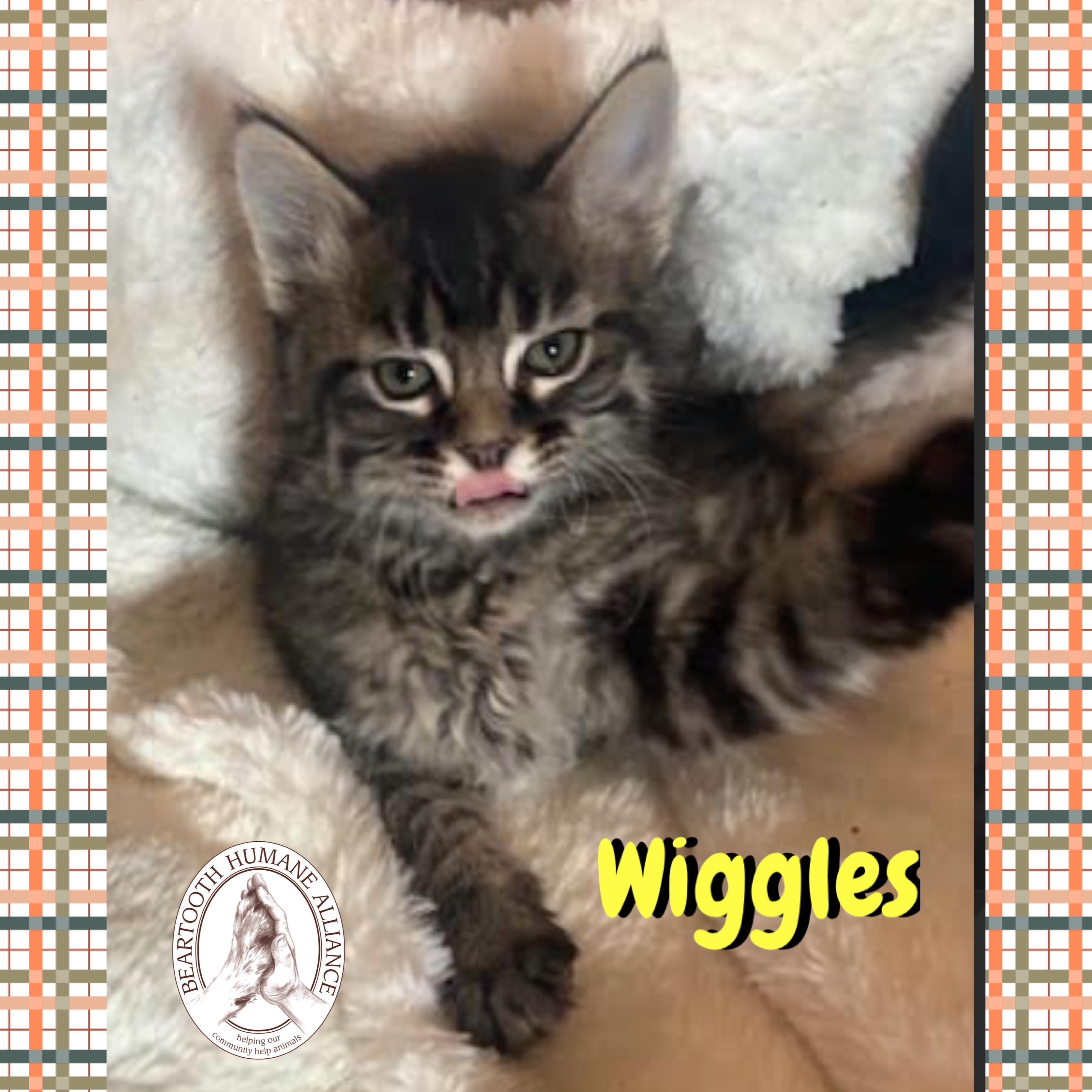 Wiggles, a Adoptable mixed breed in Red Lodge, MT image 1/2