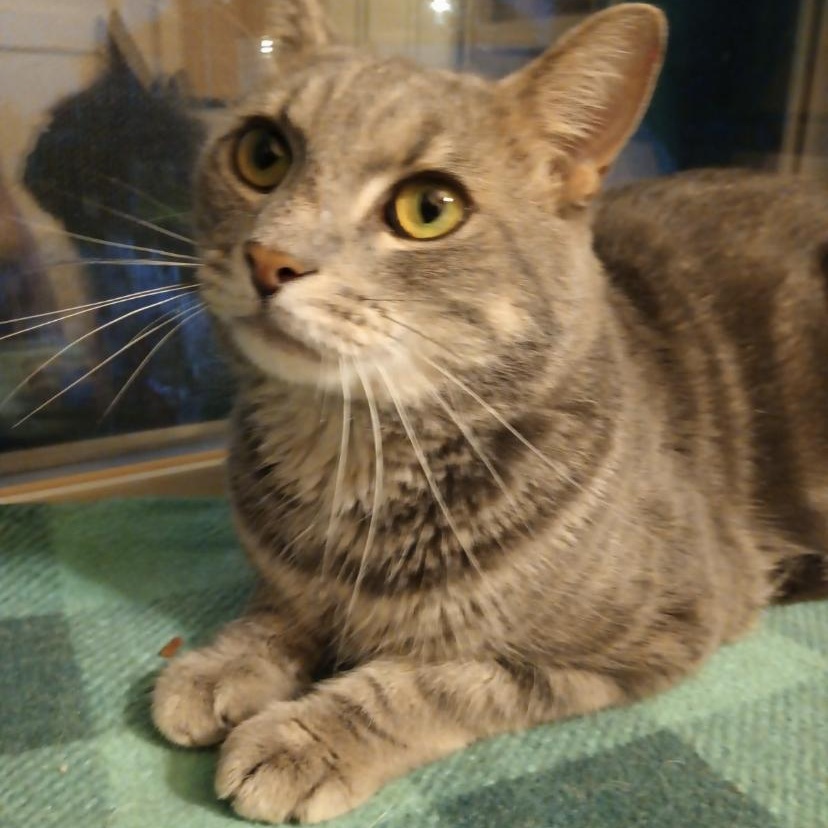 happy, Adult Male Domestic Short Hair