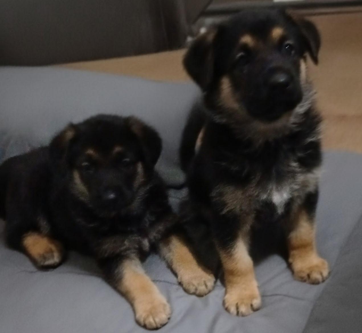 Enlarge Anya, an adopted mixed breed in Rome, GA image 1/1