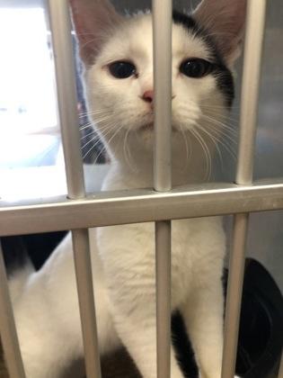 Enlarge Data, a Adoptable mixed breed in Hillsboro, OR image 1/3