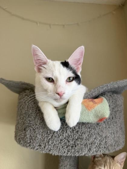 Data, Adoptable, Kitten Male Domestic Short Hair & Domestic Short Hair.