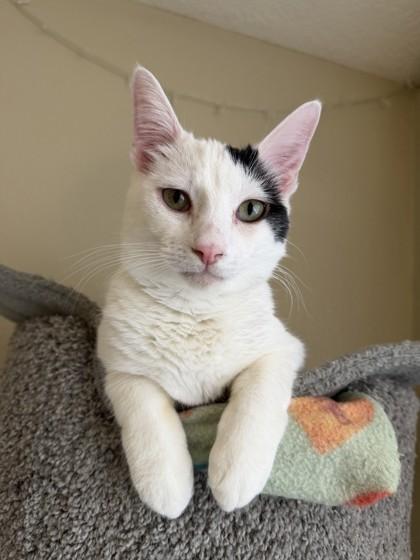Enlarge Data, a Adoptable mixed breed in Hillsboro, OR image 2/2