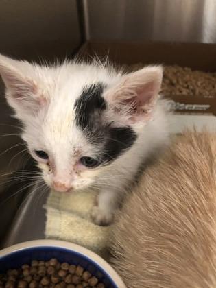 Data, a Adoptable mixed breed in Hillsboro, OR image 3/3