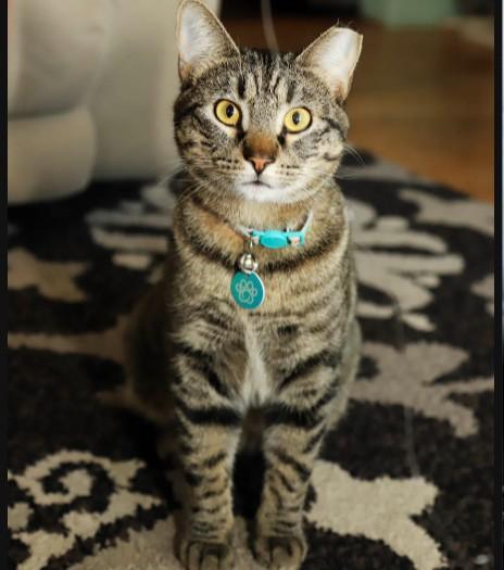 Enlarge Gazpacho Vierra, a Adoptable mixed breed in Denver, CO image 3/6