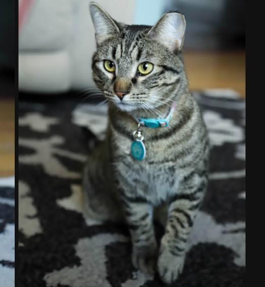 Enlarge Gazpacho Vierra, a Adoptable mixed breed in Denver, CO image 5/6