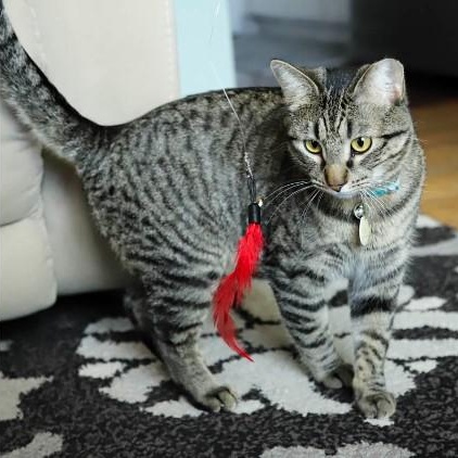 Gazpacho Vierra, Adoptable, Young Male Domestic Short Hair & Tabby.