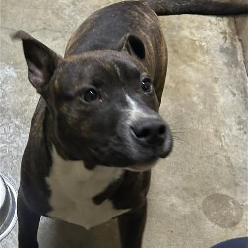 26-43, Adoptable, Young Male Pit Bull Terrier.