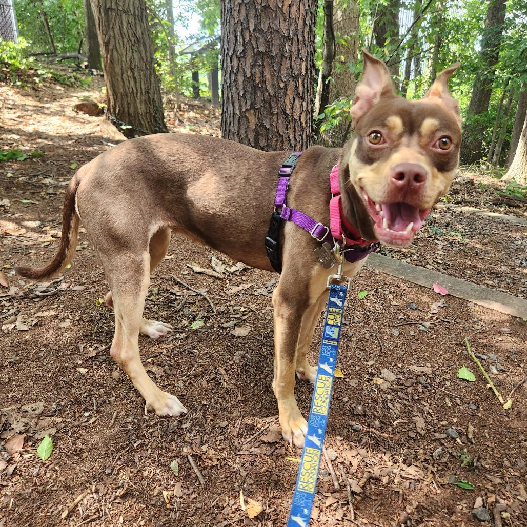 Enlarge Sadie, a Adoptable mixed breed in Falls Church, VA image 3/6