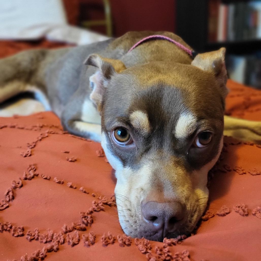 Enlarge Sadie, a Adoptable mixed breed in Falls Church, VA image 4/6