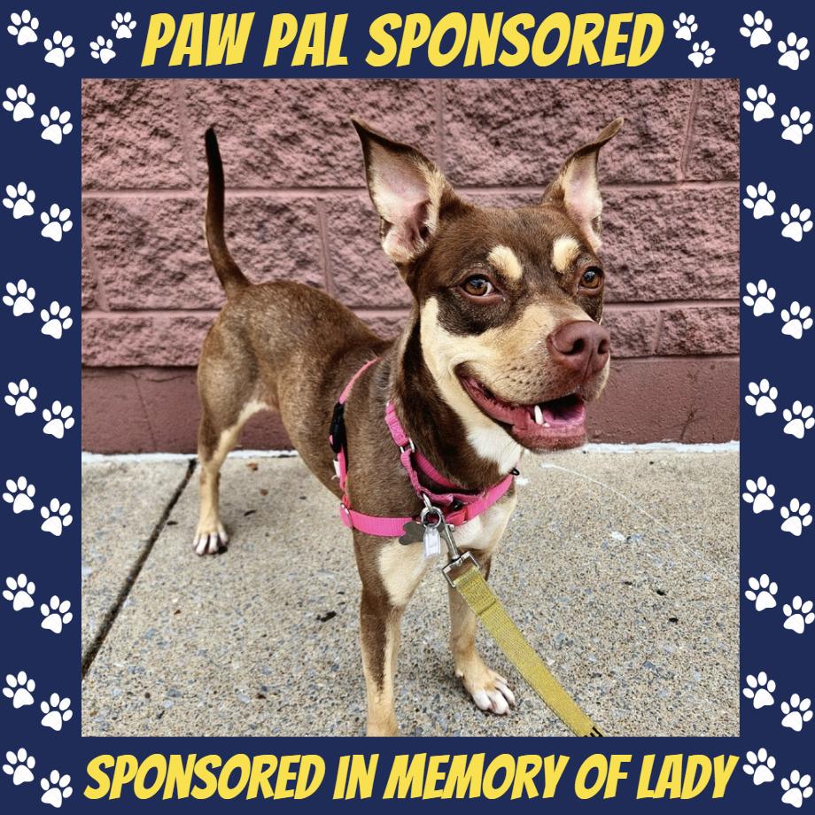 Enlarge Sadie, a Adoptable mixed breed in Falls Church, VA image 5/6