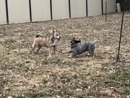 Lola Moon, Adoptable, Adult Female Australian Cattle Dog / Blue Heeler & Mixed Breed.