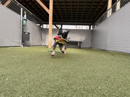 Lola Moon (in foster), Adoptable, Adult Female Australian Cattle Dog / Blue Heeler & Mixed Breed.