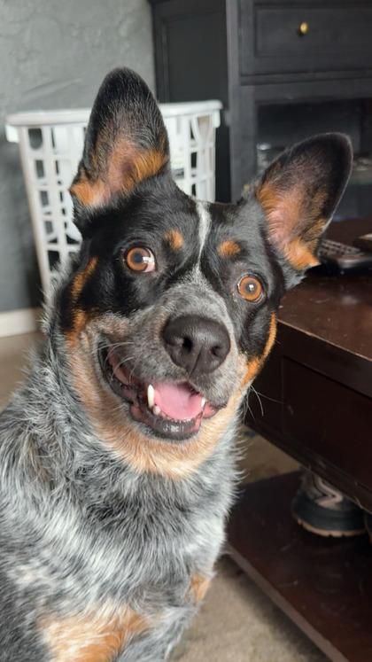 Enlarge Lola Moon, a Adoptable mixed breed in Fishers, IN image 2/3