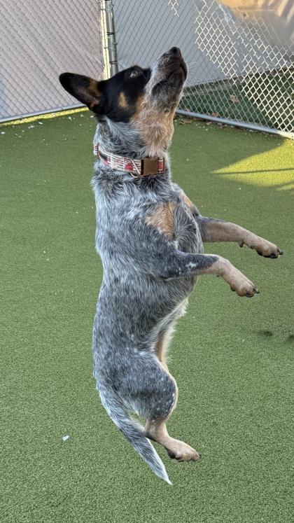 Lola Moon, Adoptable, Adult Female Australian Cattle Dog / Blue Heeler & Mixed Breed.