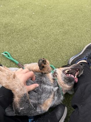 Lola Moon, a Adoptable mixed breed in Fishers, IN image 2/3