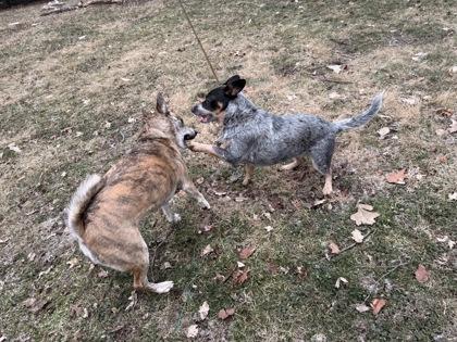 Enlarge Lola Moon (in foster), a Adoptable mixed breed in Fishers, IN image 2/3