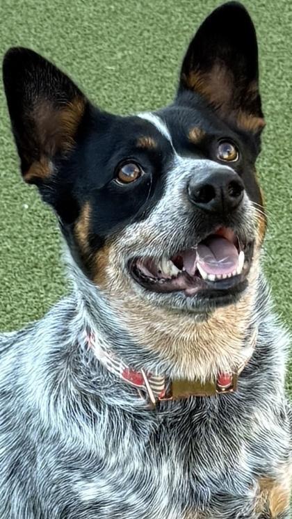 Enlarge Lola Moon (in foster), a Adoptable mixed breed in Fishers, IN image 3/3