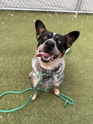 Lola Moon, a Adoptable mixed breed in Fishers, IN image 3/3