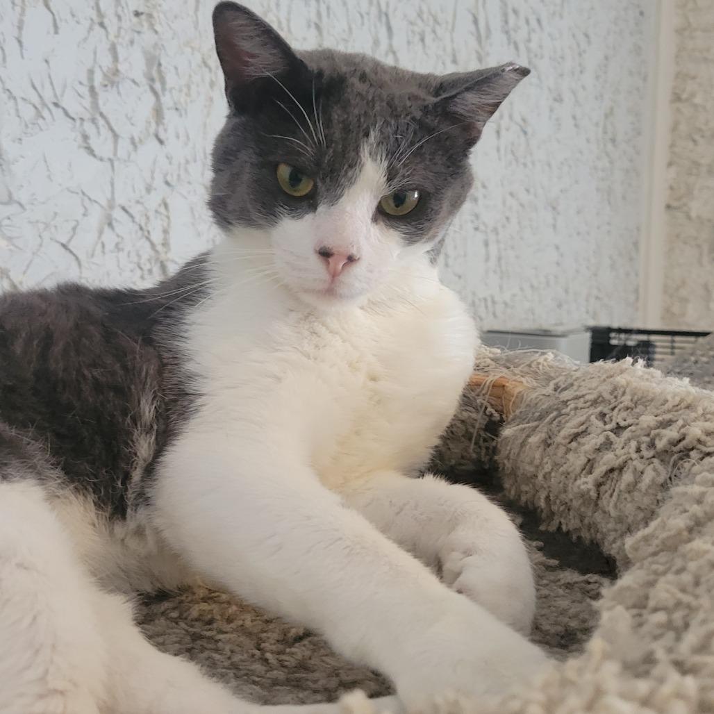 Enlarge Henderson, a Adoptable Domestic Short Hair in Portage, MI image 1/3