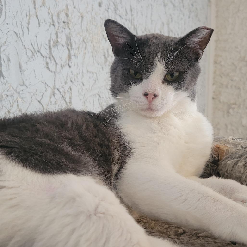 Enlarge Henderson, a Adoptable Domestic Short Hair in Portage, MI image 2/3