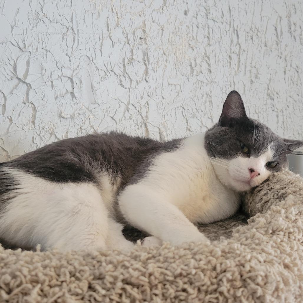 Enlarge Henderson, a Adoptable Domestic Short Hair in Portage, MI image 3/3