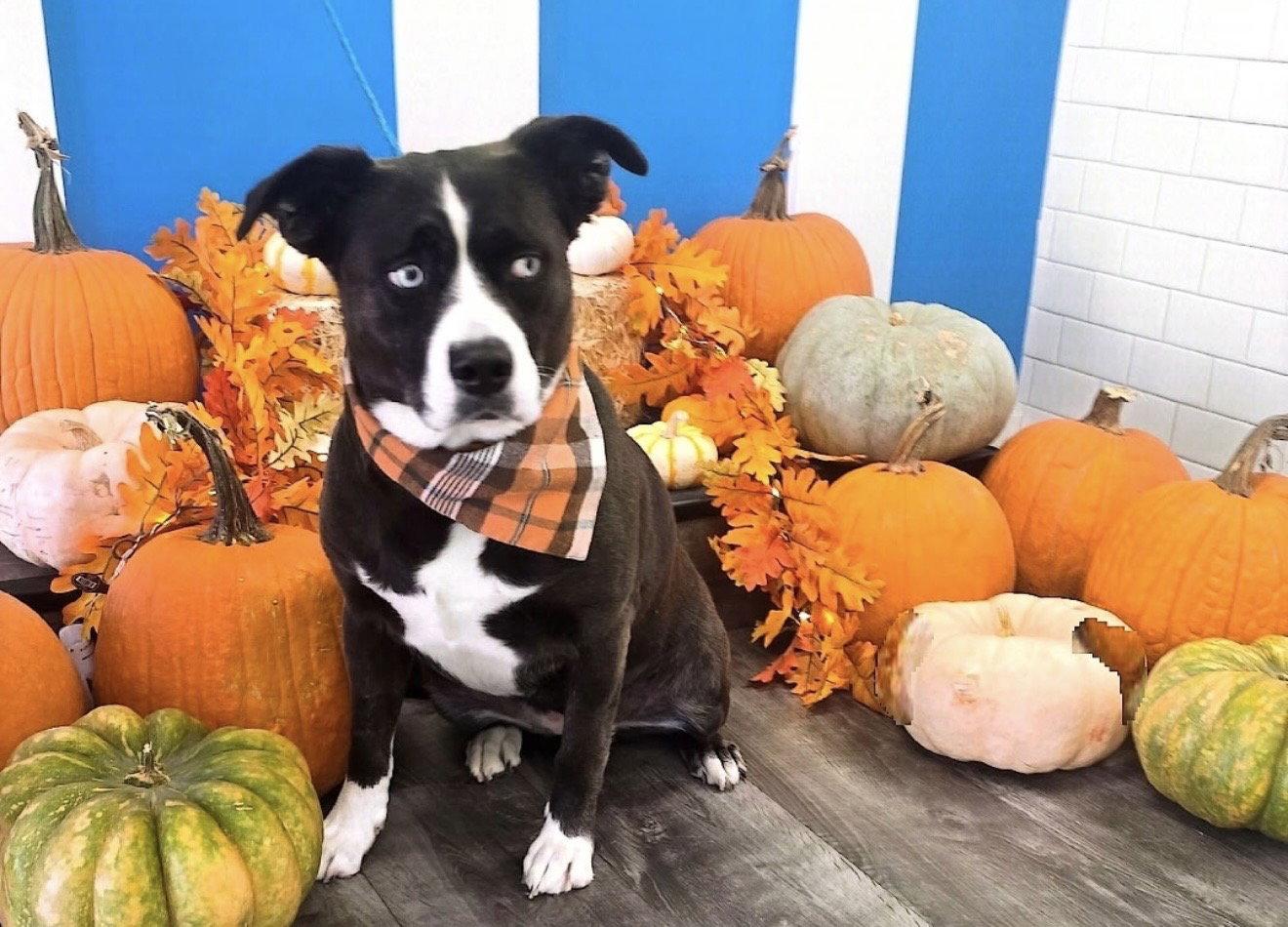Enlarge Diamond, a Adoptable mixed breed in Euless, TX image 1/3
