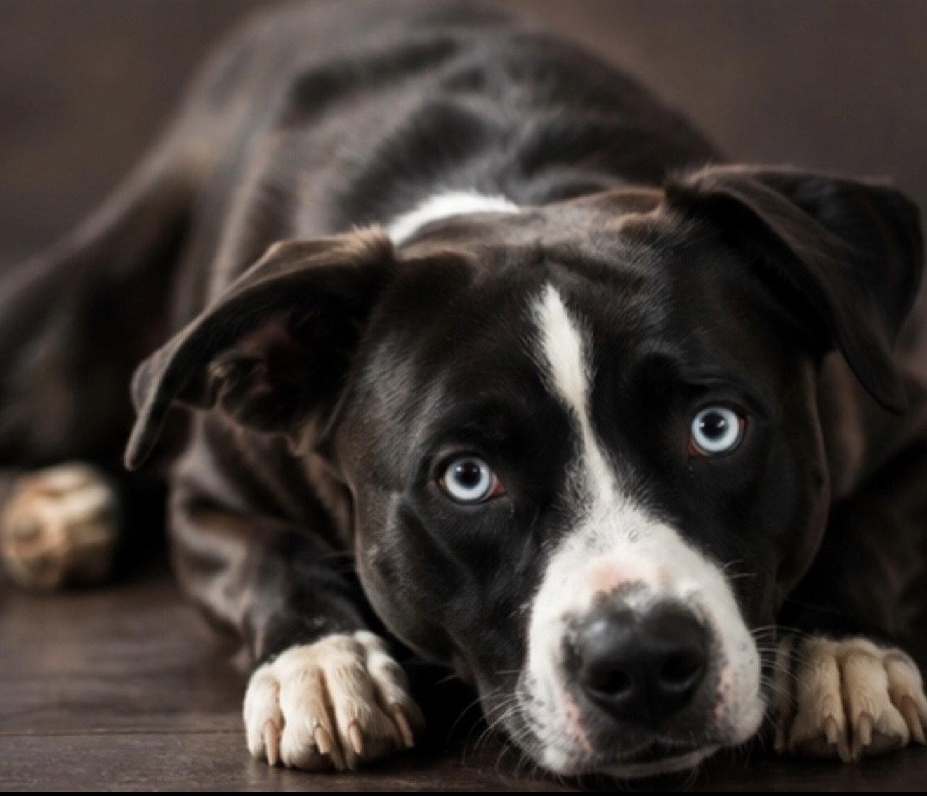 Enlarge Diamond, a Adoptable mixed breed in Euless, TX image 3/3