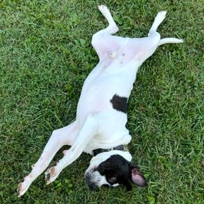 Enlarge Charlie - Gentleman of Snuggles, a ADOPTABLE mixed breed in Bristow, VA image 3/5