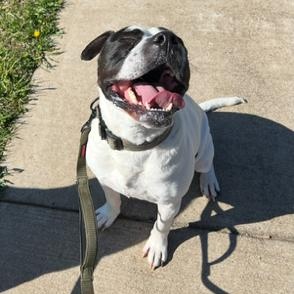 Charlie - Gentleman of Snuggles, ADOPTABLE, Adult Male Mixed Breed.