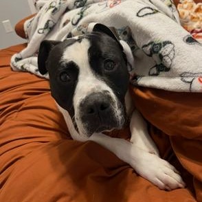 Enlarge Charlie - Gentleman of Snuggles, a ADOPTABLE mixed breed in Bristow, VA image 5/5