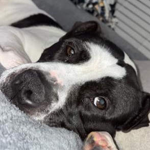 Enlarge Charlie - Gentleman of Snuggles, a ADOPTABLE mixed breed in Bristow, VA image 4/5