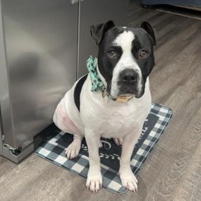 Enlarge Charlie - Gentleman of Snuggles, a ADOPTABLE mixed breed in Bristow, VA image 1/5