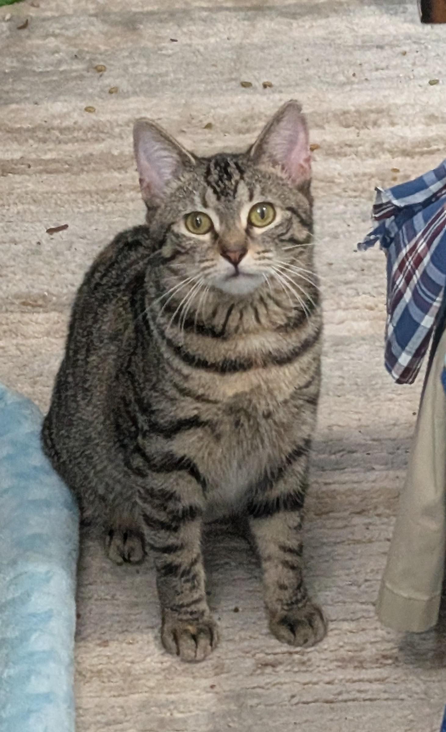 Enlarge Little One, a Adoptable Tabby in Fort Lauderdale, FL image 1/2