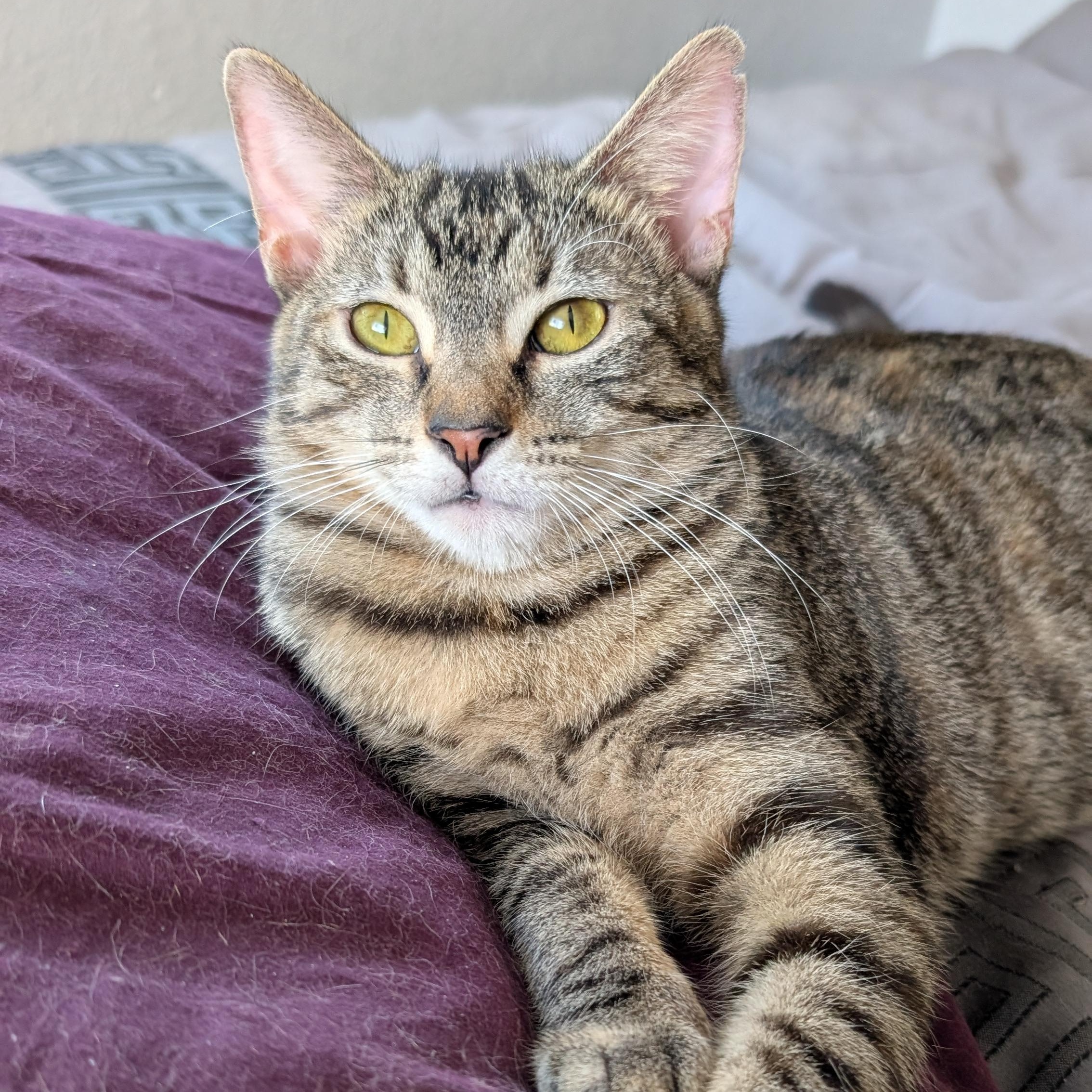 Enlarge Little One, a Adoptable Tabby in Fort Lauderdale, FL image 2/2